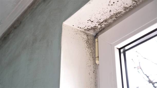 Best Water Damage & Mold Remediation  in Kelly Ridge, CA